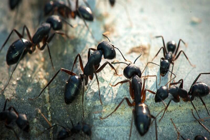 Effective ant treatment - Pestrification Solutions LLP