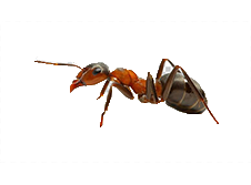 Ant Control - Pestrification Solutions LLP
