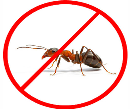 Ant control - Pestrification Solutions LLP