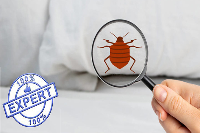 Treat bed bugs - Pestrification Solutions LLP