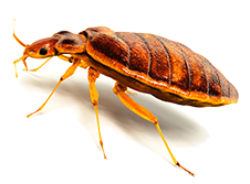 Bedbugs Control - Pestrification Solutions LLP
