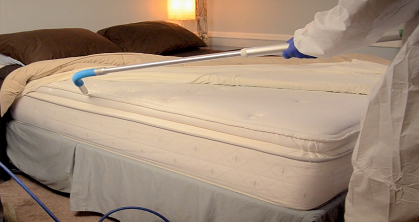 Our bed bugs control services - Pestrification Solutions LLP 