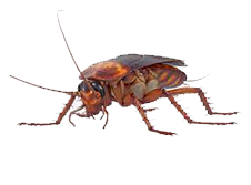 Cockroach Control - Pestrification Solutions LLP