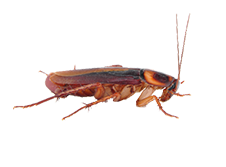 cockroach control  - Pestrification Solutions LLP