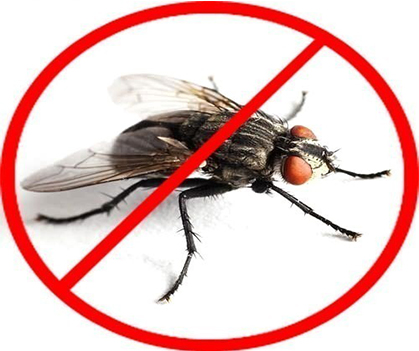 fly control - Pestrification Solutions LLP