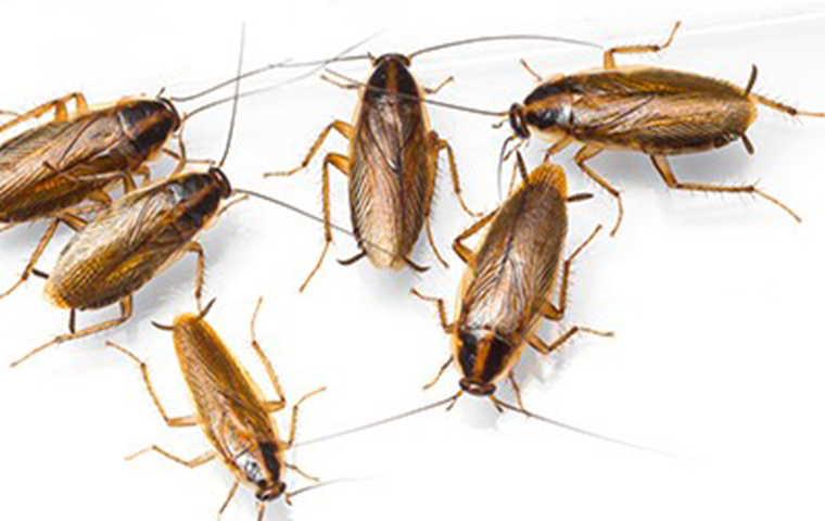 Cockroach pest control offer - Pestrification Solutions LLP
