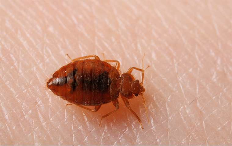 Bed bug pest control offer - Pestrification Solutions LLP