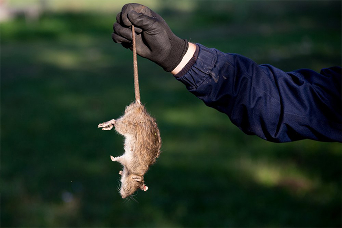 All types of rodents - Pestrification Solutions LLP