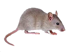 Rodent Control Service - Pestrification Solutions LLP
