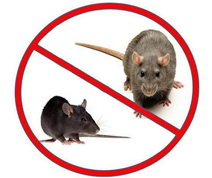 Rodent control - Pestrification Solutions LLP