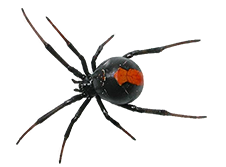 Reliable and Effective Spider Control - Pestrification Solutions LLP