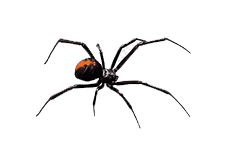 Reliable and Effective Spider Control - Pestrification Solutions LLP