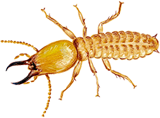 Termite Control Services - Pestrification Solutions LLP