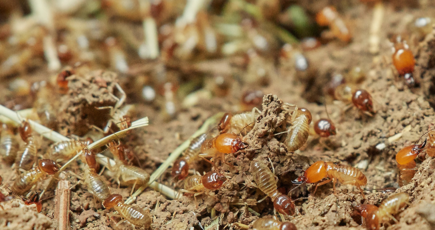 Anti termite service Pestrification Solutions LLP